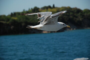 Fototapeta premium seagull in flight