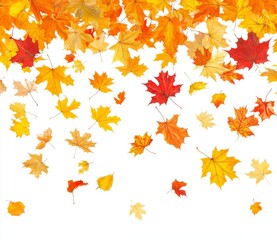 Falling autumn maple leaves isolated on white