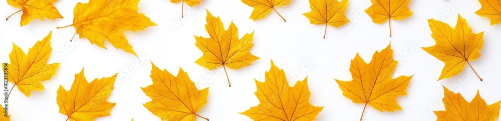 Poster the leaves of an autumn maple tree are isolated against a flat background in high resolution.