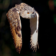 Sibirischer Uhu im Flug