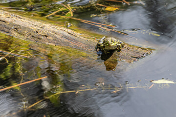 frog in the water