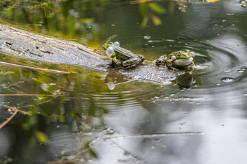 frog in the water