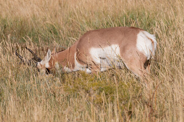 Pronghorn Antelope Buck in Wyoming in Autumn