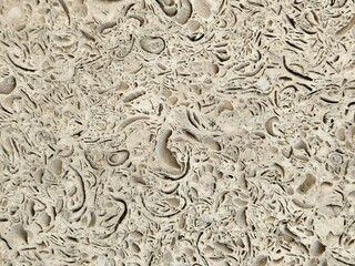 Nature shell stone texture with visible inclusions of shells. Texture of natural shell rock as a background. Close-up. Coquina wall texture. wall in the holes.