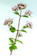 Fragrant herbs, medicinal herbs and spices in the garden. Common oregano- Latin- Origanum vulgare