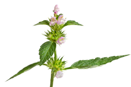 Common Hemp nettle, Galeopsis tetrahit .Bifid hemp-nettle Galeopsis bifida. Plant in the family Lamiaceae with pink flowers,