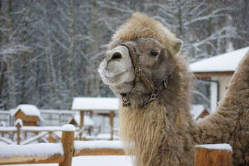 A camel on a farm in winter in snowfall