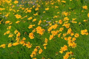 Cottage garden. Coreopsis grandiflora is blooming. Romantic plants. Nature floral background. Blooming flowers in meadow.