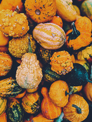 Autumn background with decorative pumpkins in orange tones, top view. 