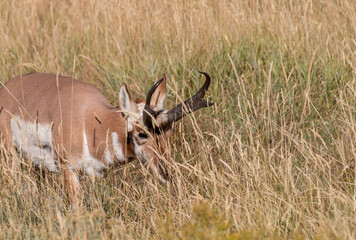 Pronghorn Antelope Buck in Wyoming in Autumn