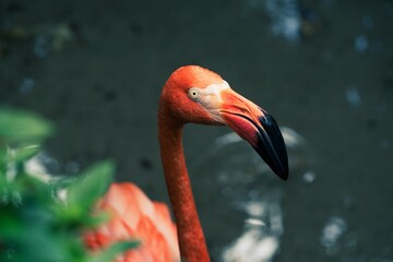Fototapeta premium close up of a flamingo