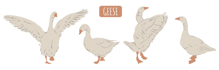 Goose, white bird with red paws and beak. Set white farmer birds. Vector isolated image.