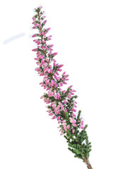 bush of wild purple flowers Calluna vulgaris heath, ling or simply heather is the sole species in the genus Calluna in the flowering plant family Ericaceae,