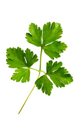 Parsley leaf. Parsley isolated on white background. Fresh Parsley twig closeup. Package design elements Flat lay. Top view.