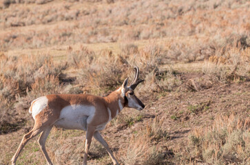 Pronghorn Antelope Buck in Wyoming in Autumn
