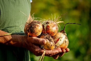 an aged woman holds an onion in her hands close-up