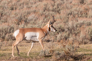 Pronghorn Antelope Buck in Wyoming in Autumn