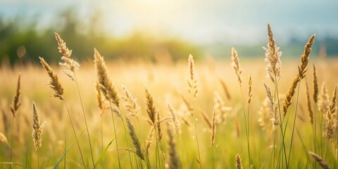 Fototapeta premium Grasses on summer meadow for hay making