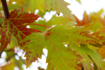 autumn leaves of a tree