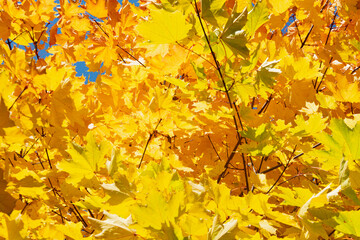 Autumn colored yellow maple tree branch on sunny blue sky. Yellow and orange bright fall leaf background.