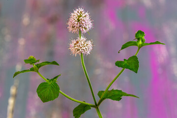 Water Mint is an erect herb that is strongly aromatic. They are common in fens, water meadows, on old wooden background