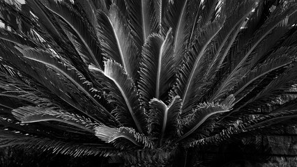 Palm tree - probably Phoenix theophrasti - Creatn Date Palm