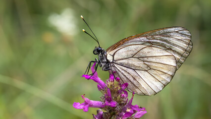 Black-veined white butterfly - Aporia crataegi