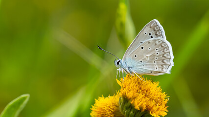 Meleager's blue - Polyommatus daphnis male