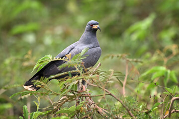 Snail Kite perched on a thorny branch with a blurred green background