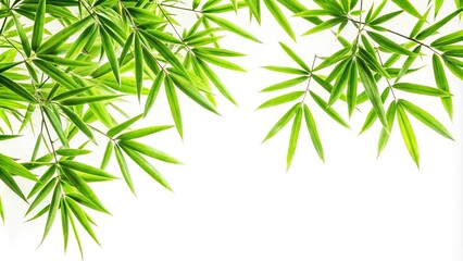 Fototapeta premium Green bamboo leaves and branch on white background