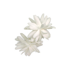 Arabian jasmine flower png image