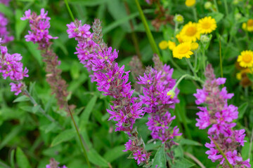 Common river loosestrife - Purple Loosestrife Lythrum Salicaria on the watersedge of Earlswood Lake