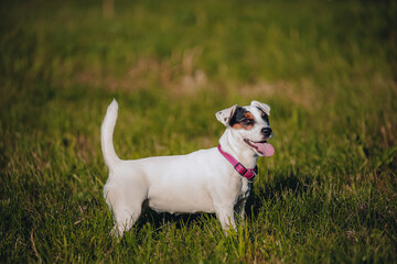 A playful dog stands in a grassy field during a sunny afternoon in late spring