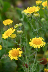 Meadow flowers in nature, Elecampane yellow flowers