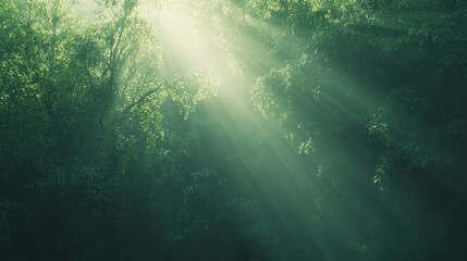 Fototapeta premium Sunlight breaking through the dense canopy of a lush green forest. Ideal for nature, environmental conservation, and tranquility themes.
