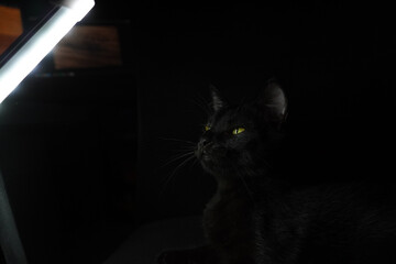 Mysterious Cat's Eyes Gleaming in the Darkness with Light Behind