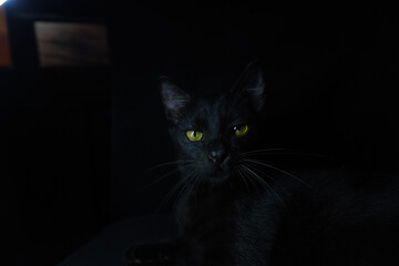 Black cat with glowing green eyes in the dark