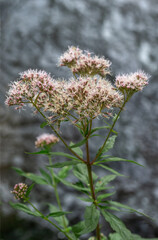 Eupatorium cannabinum, commonly known as hemp-agrimony or holy rope is a herbaceous plant on river backgriund