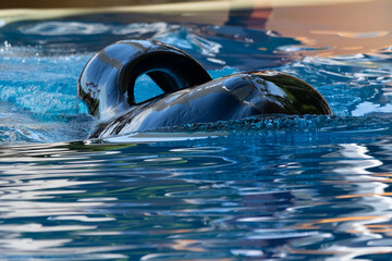Orca en cautiverio 