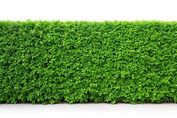 Green hedge or leaf wall isolated on white background