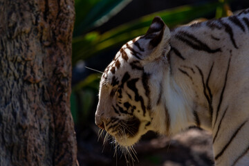 Tigre Blanco