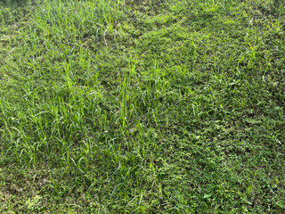 Green Grassy Field Texture Background