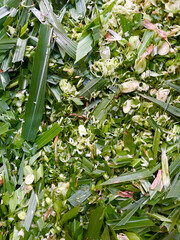 Close up of chopped grass and leaves for compost or mulch