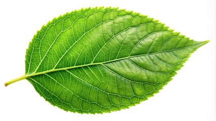 Obraz premium Green leaves of a tree isolated on white background