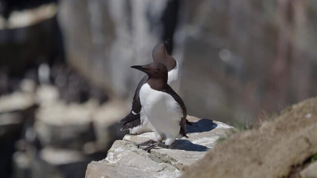 Common Murre (Uria aalge) at Cape St. Mary's Ecological Reserve in Newfoundland and Labrador, Canada.