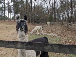 Llama © Brian