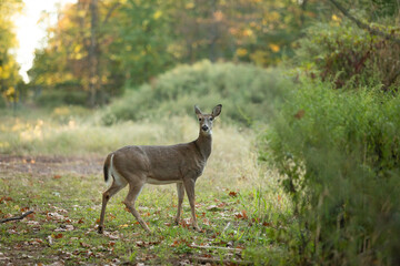 A white-tailed deer doe stands in a clearing in the woods in New Jersey