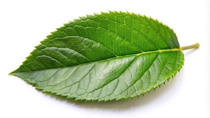 Fototapeta premium Green rose leaf on white background tilted angle