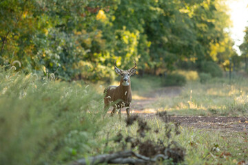 A large white-tailed deer buck stands beside a forest trail in New Jersey, warning to not come closer
