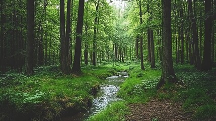 Obraz premium Serene and peaceful river flowing through a dense lush forest landscape with a soft muted backdrop creating a calming and enchanting atmosphere